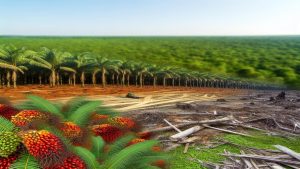 Dlaczego olej palmowy jest szkodliwy?