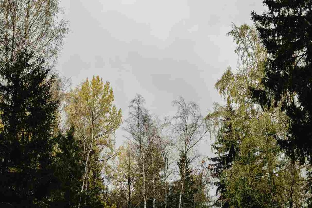 Jakie drzewa szybko rosną