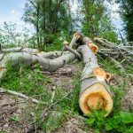 Ile kosztuje wycięcie drzewa przez pilarza